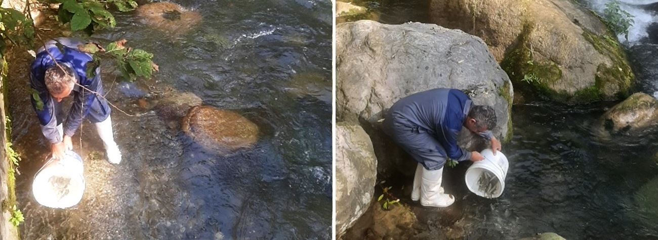 رهاسازی بچه‌ماهیان آزاد دریای کاسپین در رودخانه چشمه‌کیله تنکابن